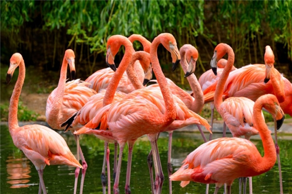 Tìm Hiểu Về Flamingo Hoà Bình: Chim Hồng Hạc Độc Đáo Của Thiên Nhiên