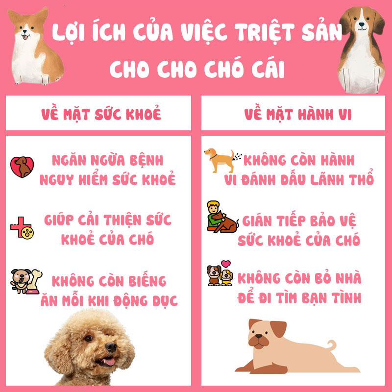 Triệt sản chó cái tại nhà và những lợi ích bất ngờ cho sức khỏe