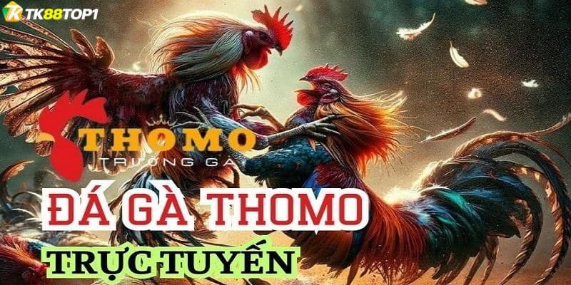 Đá gà trường Thomo là gì? Những điều cần biết trước khi tham gia