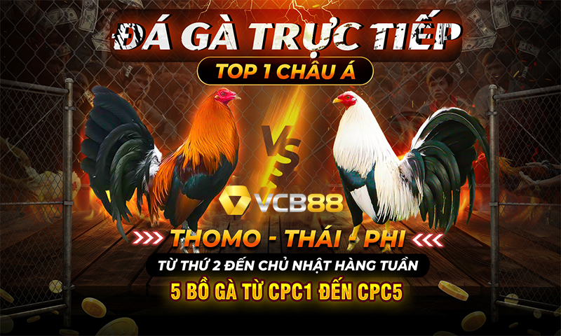 Đá gà trực tiếp C1 C2 C3 C4 hôm nay - Cập nhật liên tục!