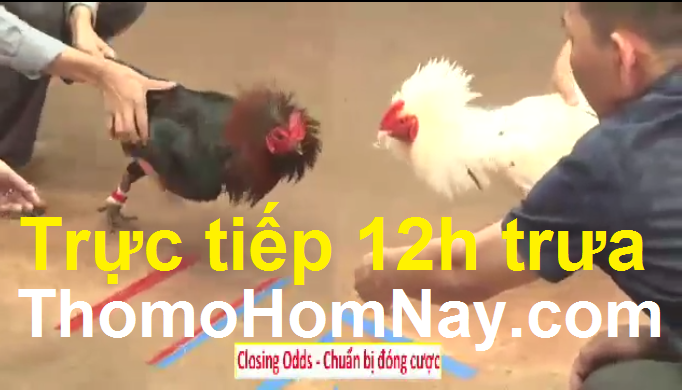 Trực tiếp đá gà Campuchia có bình luận (Đá gà Thomo trực tiếp 999)