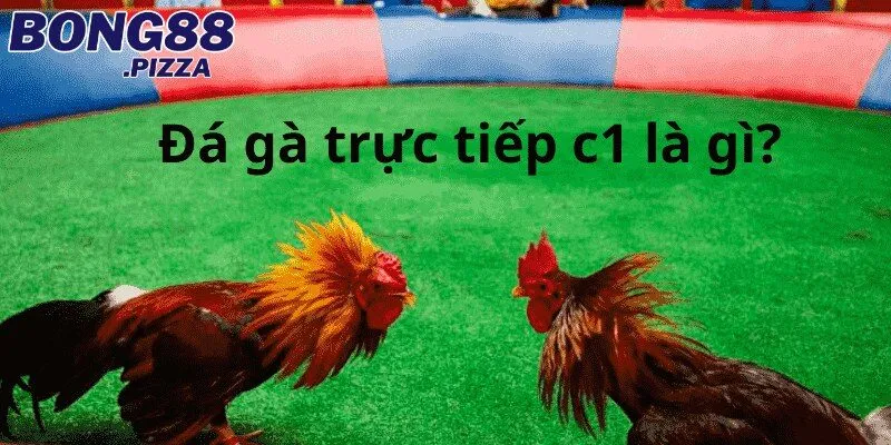 Xem trực tiếp đá gà c1 hôm nay ở đâu? Kênh uy tín nhất