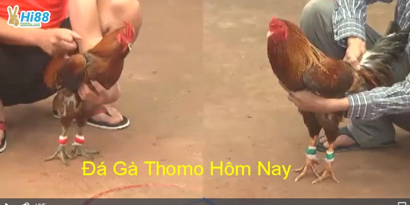 Đá gà Thomo trực tiếp: Hôm nay có trận nào hay không?