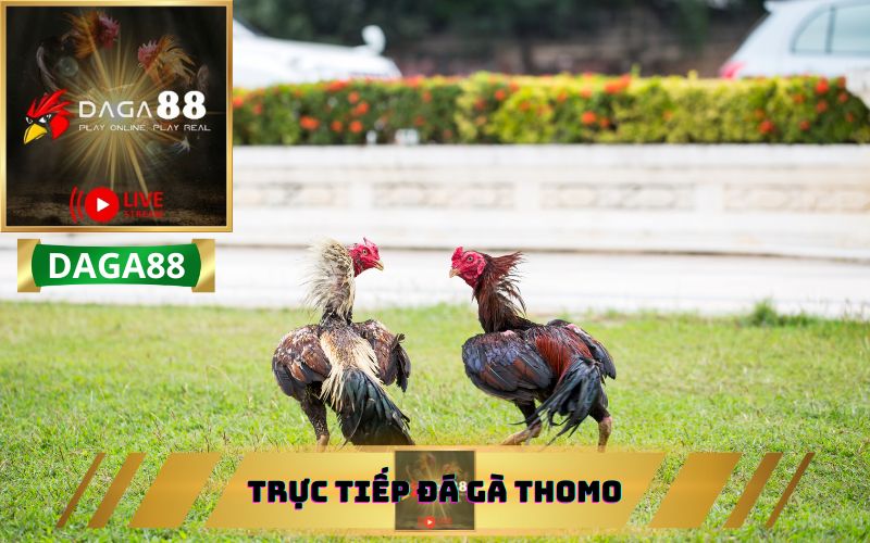 Trực tiếp đá gà Thomo mới nhất - Cập nhật liên tục!