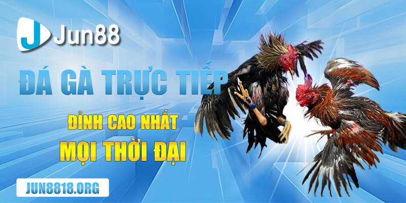 Đá gà trực tiếp Thomo: Cập nhật liên tục các trận đá gà đỉnh cao