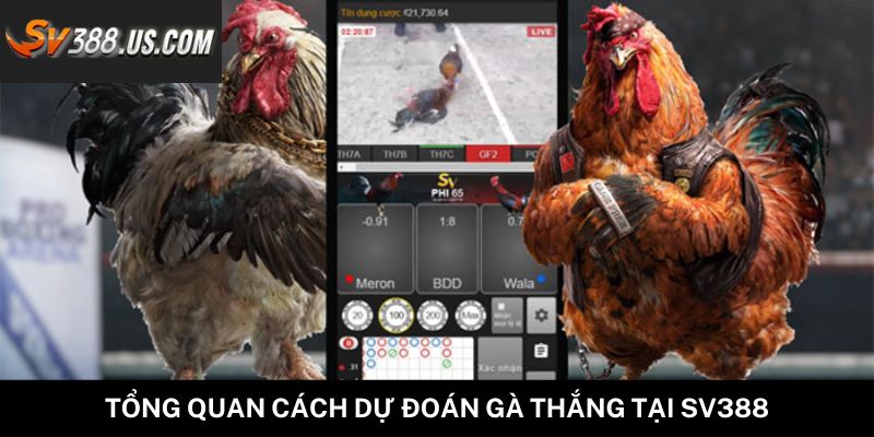 Kinh nghiệm xem đá gà 67 từ cao thủ, bí kíp chọn cửa thắng cực chuẩn